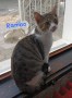 Rambo (2)